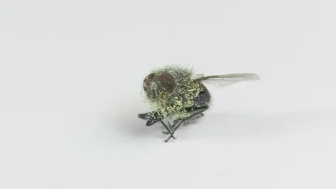 Dead fly with eggs of larva on the rotating table Stock Footage 86392938