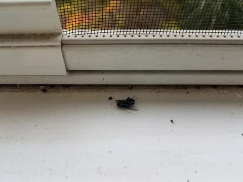 Dead fly insect on dirty white window sill Stock Photos