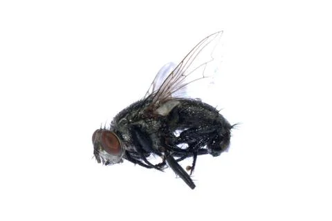 Dead fly insect 写真素材