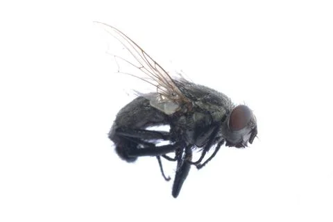Dead fly insect Stock Photos