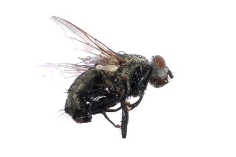 Dead fly insect Stock Photos