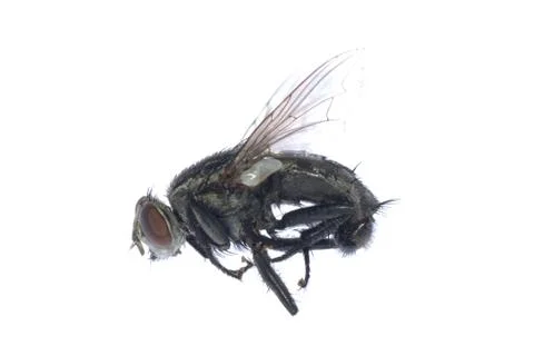 Dead fly insect Stock Photos