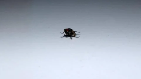 Dead fly insect on white background Foto stock
