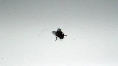 Dead fly insect on white background Stock Photos