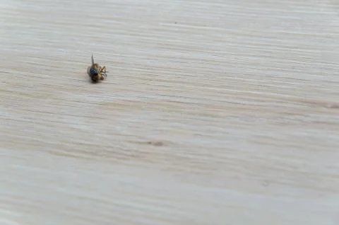 Dead fly isolated Stock Photos