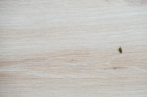 Dead fly isolated Stock Photos