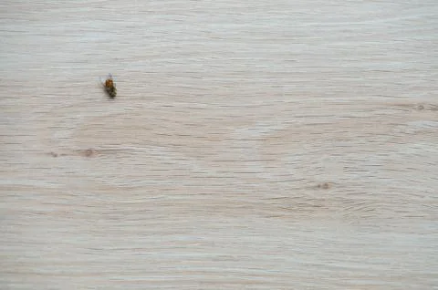 Dead fly isolated Stock Photos