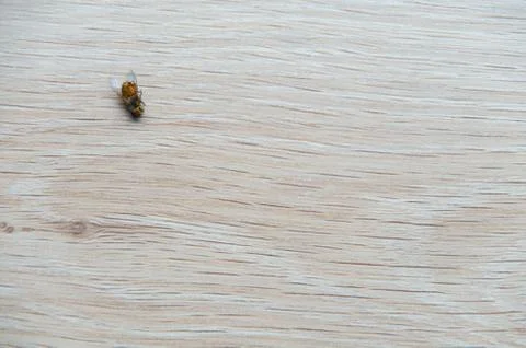 Dead fly isolated Stock Photos