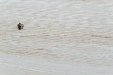 Dead fly isolated Stock Photos