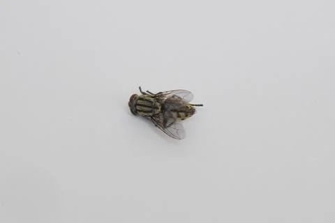 Dead Fly isolated white background. 库存照片