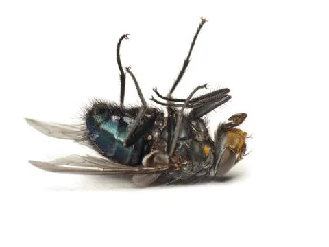 Dead fly isolated on white Stock Photos
