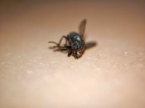 Dead fly lying on the Board Stock Photos