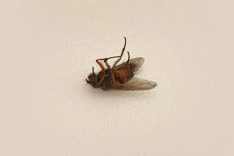 Dead fly lying on his back Stock Photos