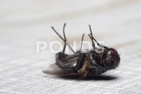Dead fly lying on its back, isolated on white Stock Photos