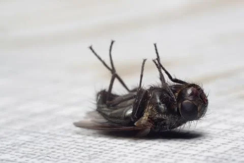 Dead fly lying on its back, isolated on white Stock Photos