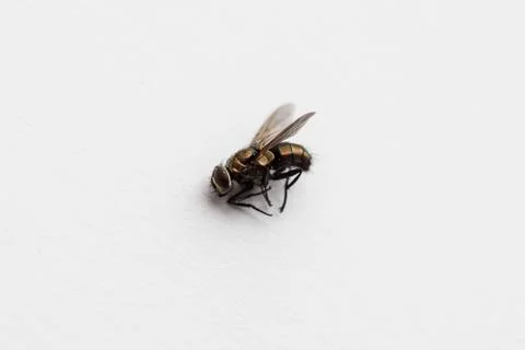 Dead fly on the paper Stock Photos