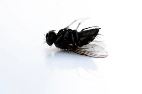 Dead fly Stock Photos