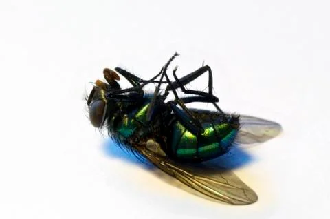 Dead fly Stock Photos
