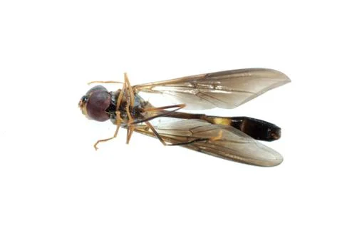 Dead fly Stock Photos