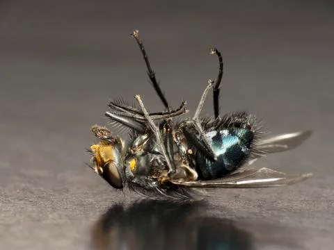 Dead fly Stock Photos