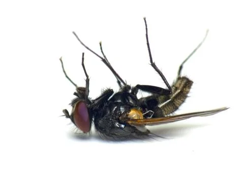 Dead fly Stock Photos