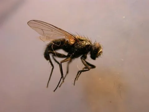 Dead Fly Stock Photos