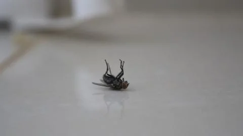 Dead Fly Stock Photos