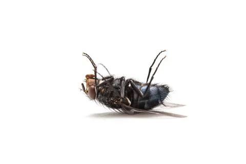 Dead Fly. Stock Photos