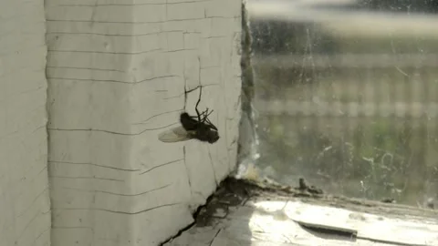 Dead fly on a web Stock Footage 134317277