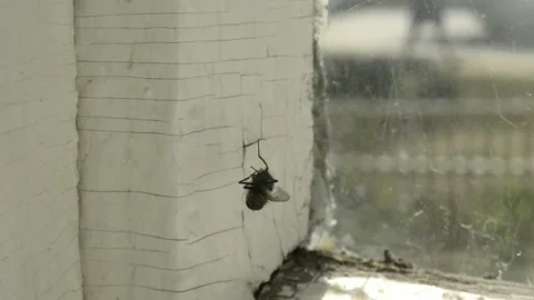 Dead fly on a web Stock Footage 134317444