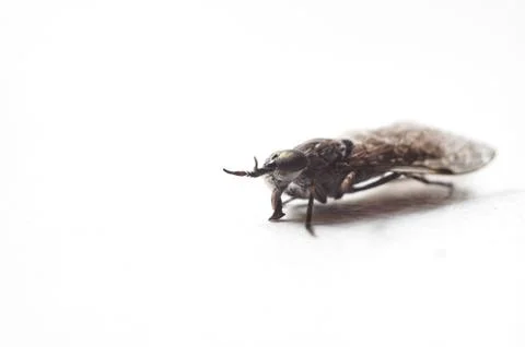 Dead fly on white background Stock Photos
