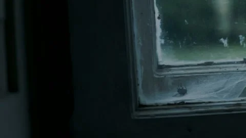 Dead fly in window Vídeos de archivo 147982727