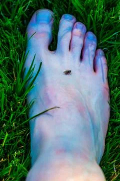 Dead foot 写真素材