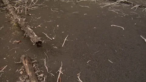 Dead forest 10 Stock Footage