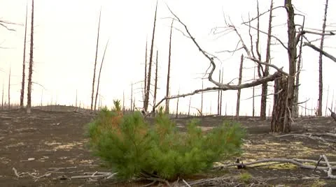 Dead forest 2 Stock Footage 10593368