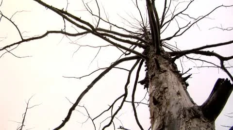 Dead forest 3 Stock Footage 10593377