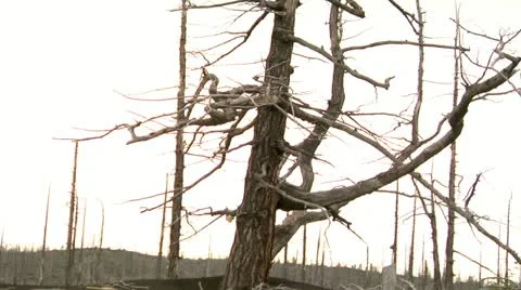 Dead forest 4 Stock Footage 10966386