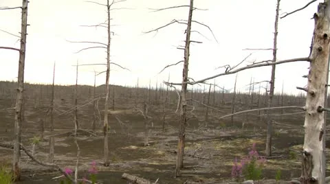 Dead forest 5 Stock Footage 10966465