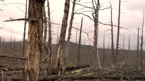 Dead forest 6 Stock Footage 11008608