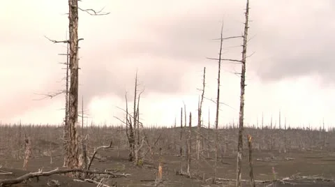 Dead forest 8 Stock Footage