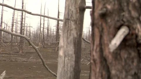 Dead forest 9 Stock Footage 11008703