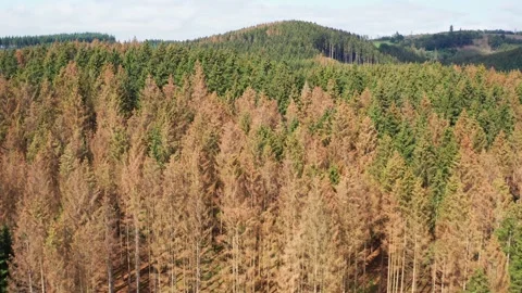 A dead forest from above Stock Footage 167017922