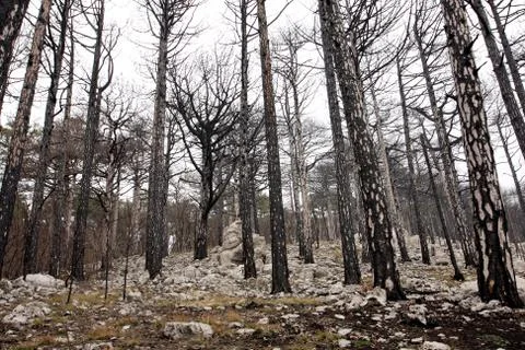 Dead forest after fire Stock-Fotos
