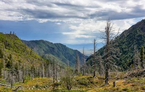 Dead forest after old fire Stock Photos