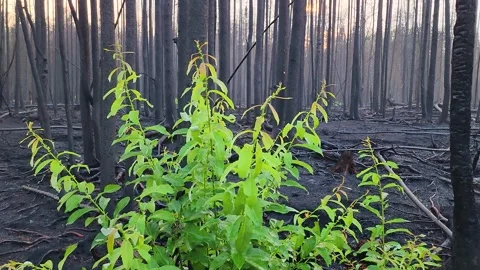 Dead forest and burnt trees, charred aftermath of forest fire, plant Video stock 254788703