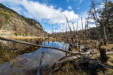 Dead forest around a lake, Ushuaia, Argentina Stock Photos