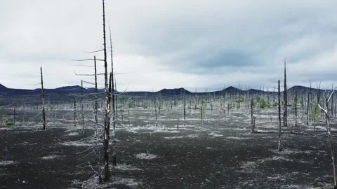 Dead forest in black lava fields. Tolbachik volcano area in Kamchatka, Russia. Stock Footage 244867356