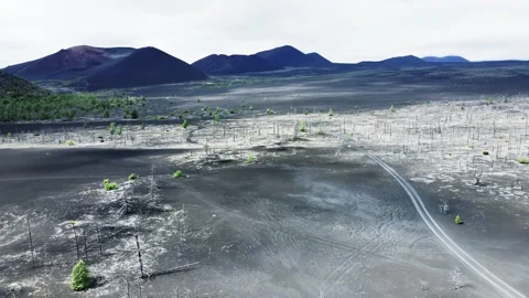 Dead forest with dry burnt trees in black lava fields. Kamchatka, Russia. Stock Footage 247075537