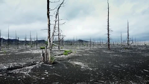 Dead forest with dry burnt trees in black lava fields. Kamchatka, Russia. Stock Footage 247075698