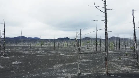 Dead forest with dry burnt trees in black lava fields. Stock Footage 278649890